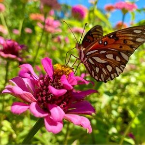 Meet your Posher, Sunni